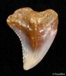 Fossil Hemipristis Shark Tooth - Western Sahara Desert #2856-1